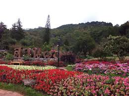 สวน 80 ป ท โครงการหลวง plants sidewalk travel