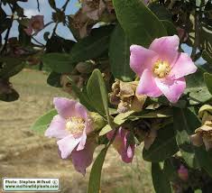 Image result for Lagunaria patersonia