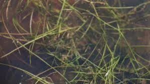 Image result for Potamogeton octandrus
