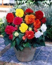Begonia Mixed Doubles Begonia Tubers Begonia Container Flowers Container Plants
