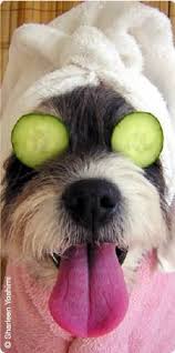 Our professional pet stylist is a registered member of the. 14 Pet Grooming Ideas Pet Grooming Grooming Pets