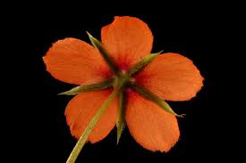 Image result for Lysimachia arvensis