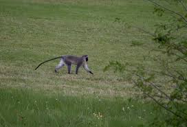 Image result for Tricalysia pallens