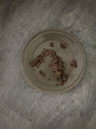 Cat not interested in wet food, only eats dry food currently. Opinions  wanted please : rcatfood