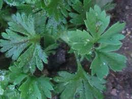 Check spelling or type a new query. Weed Identification