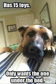 40 Funny Animal Pictures Of The Day Release 1 Page 5 Of 5 Drollfeed Funny Animals Funny Animal Pictures Dog Memes