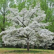 As varieties grow between 15 to 30 feet tall, flowering dogwood trees are also versatile when it comes to where you plant them. Dogwood Tree For Sale