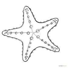 How To Draw A Starfish Starfish Drawing Starfish Art Starfish Painting