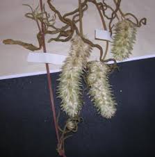 Image result for Pandiaka