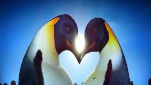 #they are sooo cute #i love them #happy penguins #penguins #slippers. Something You Like Video Quotes Happy Feet