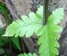 Image result for Amblovenatum opulentum