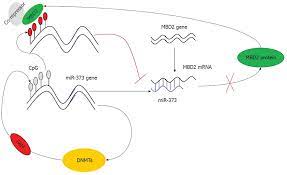 Mutual Regulation Between Microrna 373 And Methyl Cpg Binding Domain Protein 2 In Hilar Cholangiocarcinoma