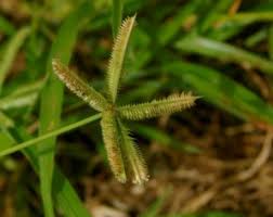 Image result for Dactyloctenium geminatum