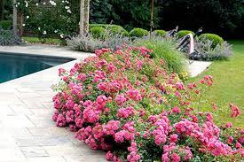 We did not find results for: Drift Rose Care Colors And Landscape Ideas Plantingtree