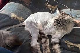 Cats need to sharpen their claws in order to stretch and keep their make it a ritual. Woman Horrified After Pets At Home Staff Shave Her Cat S Fur Off Mirror Online