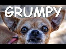 Stop the spams and you are boring comments it's annoying!!! Funny Chihuahua Dogs Getting Angry Compilation 2014 New Youtube