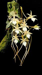 Image result for Aerangis collum-cygni