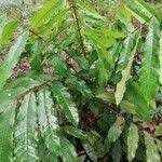 Image result for Pancovia