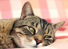 Image result for cat has upper respiratory infection how to treatment home