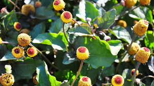 Image result for Spilanthes costata