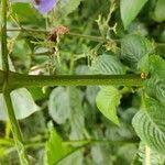 Image result for Brillantaisia oligantha