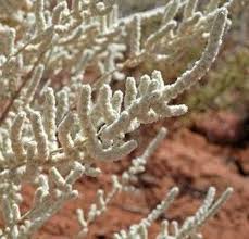 Image result for Aerva