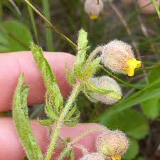 Image result for Hermannia grandistipula