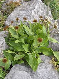 Image result for Anisopappus chinensis