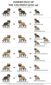 Tri Color Breeding Chart Pitbulls Go Pitbull Dog Forums