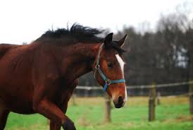 Die dänische linie, die seither bis heute ununterbrochen regiert, verzweigte sich später vielfach, regierte zugleich im herzogtum schleswig und in der grafschaft holstein, zeitweise auch in schweden und bis. Oldenburger Charakter Pflege Zucht Aussehen Markt De