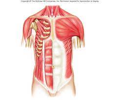 3 so backs aren't really my strong suit and i think the relaxed one is slightly out of proportion. Exercise 14 Anatomy And Physio Abdominal Wall Muscles Diagram Quizlet