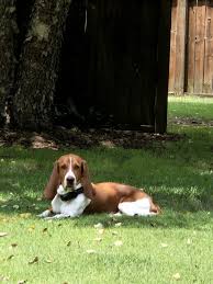 Image result for basset hound