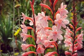 Image result for Watsonia