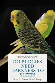 A sense of smell is not important for birds to survive. Do Budgies Need Darkness To Sleep Beak Craze