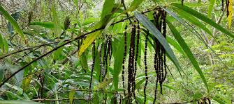 Image result for Barleria boehmii