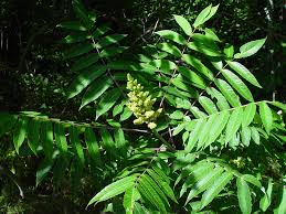 Image result for Synadenium glabratum