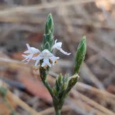 Image result for Elytraria acaulis