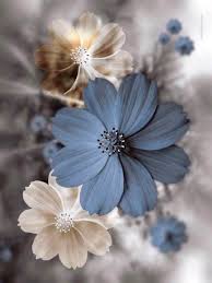 3d animation of the sun rising behind a single tree in the middle of a field of yellow flowers blowing in the wind. Rubi On Twitter In 2021 Wallpaper Nature Flowers Flower Iphone Wallpaper Flowers Photography Wallpaper