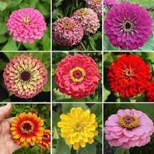 Pin On For The Garden