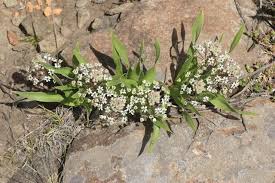 Image result for Schizocarphus nervosus