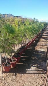 Pinienbäume können bei optimalen bedingungen eine höhe zwischen 15 und 25 meter erreichen. Pinie Pinus Pinea 120cm Frosthart 20 C Pinienbaum Nadelbaum Mittelmeerpinie Ebay