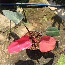 Ada Yg Bs Mengindentifikasikan Philodendron Si Daun Merah Ini Ada Yg Bilang Imperial Red Red Congo Sampe Pink Princ Plants Indoor Plants Plant Collection