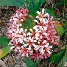 Image result for Ammocharis