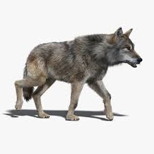 3d Model Gray Wolf Fur Rigged C4d Obj 3ds Fbx Ma Lwo 96641 Dire Wolf Grey Wolf Wolf