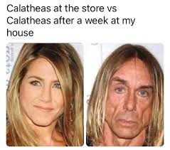 Boycotting plants with misleading common names