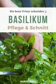 Sollten sie sich für den anbau von basilikum in ihrem garten entscheiden, so handeln sie nicht zu vorschnell. Pin Auf Wurzelwerk