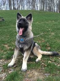 Use the search tool below and browse adoptable. Again That Tongue Shiloh Shepherd Dog Gsd Puppies Shepherd Dog Breeds