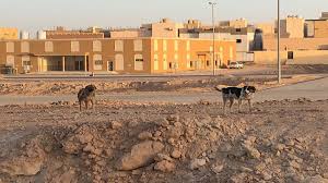 وهو مرض حيواني المنشأ أي أنه ينتقل من فصيلة إلى أخرى، من الكلاب إلى الإنسان مثلاً وينتقل غالباً عن طريق عضة من الحيوان المصاب. Ø§Ù„Ø³Ø¹ÙˆØ¯ÙŠØ© ÙƒÙ„Ø§Ø¨ Ø¶Ø§Ù„Ø© ØªÙØªØ±Ø³ Ø·ÙÙ„Ø© Ø£Ù…Ø§Ù… Ø¹ÙŠÙ†ÙŠ Ø£Ù…Ù‡Ø§ Ù…Ù†ÙˆØ¹Ø§Øª Ø§Ù„Ø¨ÙŠØ§Ù†