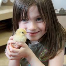Nobel kids study fluffy friends from egg to chick in classroom