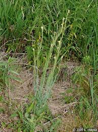 Image result for Turritis glabra